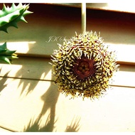 Succulents-Huernia Hystrix var. parvula