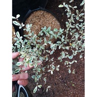 ☞✳№Variegated African Talisay Live plant