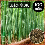 เมล็ดไผ่ ไผ่โมโซ moso bamboo Phyllostachys edulis เมล็ดไผ่โมโซ ไผ่ลำเดียว ไผ่หนังจีน ไผ่ญี่ปุ่น เมล็ดพันธุ์ไผ่โมโซ