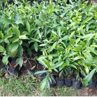 Bibit Biji Pohon Jenitri-Bibit Tanaman Pohon Jenitri Mendana