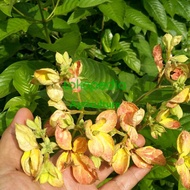 Tanaman hias nusa indah bunga kuning