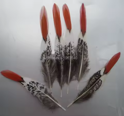 Natural Golden pheasant Tail Feather 10pcs/lot 5-30 cm Long Red tip Lady Amherst Pheasant plume jewe