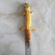 gecko male 25cm 