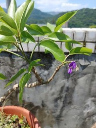 南非樹紫藤