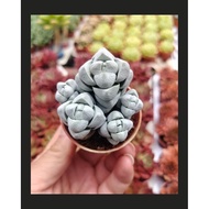 Ganohealth rare succulent Crassula Alstonii 白稚儿 with 55mm pot direct from Cameron Highlands