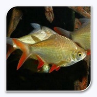 khusus ojek ikan hias Aquascape kapiat kaviat hijau besar 11- 13 cm to