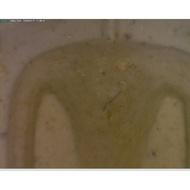 LP PAE 'S SOMDEJ PIM Prok PO  2517 WAT PIKULTHONG.