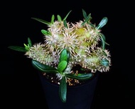 #289 象牙玉　Pachypodium eburneum/ 塊根植物 Caudex / 另售象牙宮、龜甲龍、索馬里葡萄甕、念珠橄欖/ 多肉植物