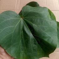 DAUN WARU SEGAR DAUN WARU LOKAL 30 LEMBAR