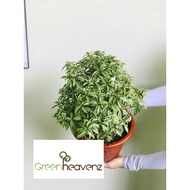 <Greenheavenz>  Jasmin Thai Variegated Leave Live Plant Pokok Outdoor Bunga Melur Hiasan Landscape 泰