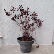 红田乌草Anak pokok HERBA daun keremak merah Baby Tree JOYWEED ALLIGATOR WEED sessile Ceylon Spinach  Ula