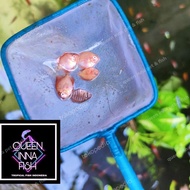Baby discus / Burayak discus / anakan discus / ikan hias