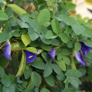 Anak Pokok Bunga Telang