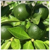 BAGUIO MEYER LEMON