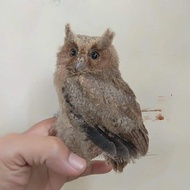 burung hantu anakan clepuk jinak total