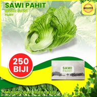 BENIH SAWI PAHIT 250 BIJI bibit sawi pahit glory sayuran mustard