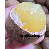 💯HYBRID POKOK BUAH MATOA 🔥JUMBO🔥(BUAH BESAR ISI TEBAL)/LONGAN BRAZIL/BUAH KRISTAL