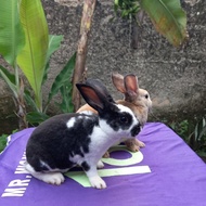 Bunny 🐰 Kelinci Rex bulu karpet anakan sepasang (2).
