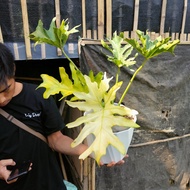 Monstera Jari Varigata putih