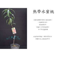 心栽花坊-熱帶水蜜桃/4吋/嫁接苗/水蜜桃/水果苗/售價180特價150