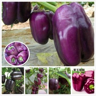 เมล็ดพันธุ์ พริกหยวก สีม่วง Purple Sweet Bell Pepper Seeds Vegetable Seeds เมล็ดพันธุ์ผัก ผักออแกนิค บอนสี ต้นไม้แคระ บอนไซ ต้นไม้ เมล็ดผัก ต้นผลไม้ ต้นไม้ประดับ พันธุ์ผัก เมล็ดพันธุ์แท้ ปลูกผัก ผักสวนครัว บรรจุ 50 เมล็ด คุณภาพดี ราคาถูก ของแท้ 100%