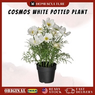 Artificial Cosmos White Potted Plant Indoor Outdoor Decorative Flower Pokok Bunga Hiasan