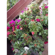 Local Stock❉◑Assorted Color Bougainvilla Sariling Tanim Live Plant (soil included) with freebies