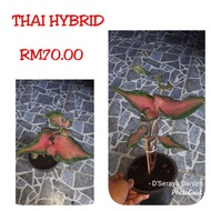 Keladi Thai Hybrid/ Imported thai caladium Hybrid (saiz pokok seperti didalam gambar)