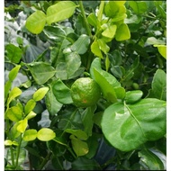 Pokok Limau Purut/ daun limau tomyam