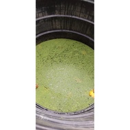 Benih Azolla /Tumbuhan Aquatik/Mosquito Ferns/azolla