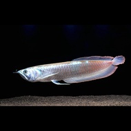 Silver Arowana Fish (13cm-15cm)(5"-6") / ikan  kelisa / Live fish / Arowana / Aquarium / monster fis