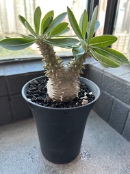 塊根植物 惠比須大黑