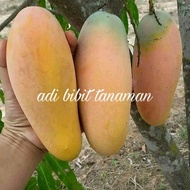 Bibit mangga chokanan siap tanam pendek bisa berbuah dalam pot