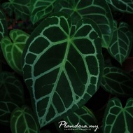 Anthurium Crystallinum Dark Form X Crystallinum (Live Plant)