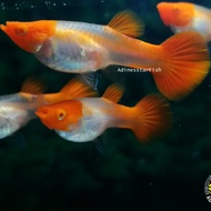 Guppy Albino Koi Genetic King Koi &amp; Red Ear