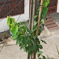 Pohon Bodhi Tanaman Hias Bodi