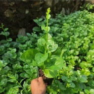Bibit Sayuran Bayam Malabar Jepang Banyak Manfaat