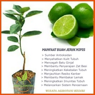 Bibit Tanaman Jeruk Dekopon/ Pohon Jeruk Dekopon Tanpa Biji