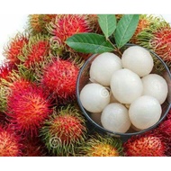 Anak Pokok Rambutan Anak Sekolah Hybrid