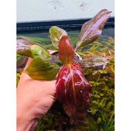 Betel 09 Red | Echinodorus iguazu 09 Red I Aquatic Betel Plant | Co2-free plant, super good at absor