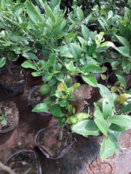 CÂY GIỐNG CHANH TỨ QUÝ [ CHANH TA ]ĐANG RA QUẢ. [ CÂY ĐẸP CAO ] [BEST Express]