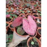 (T.G)Caladium mix-ready stock😍