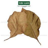 Dried Teak Leaves Decoration Palm Leaves Dried Leaves Dried Flowers Rustic Decoration Event