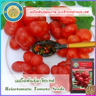 เมล็ดพันธุ์มะเขือเทศ (Reisetomato Tomato Seeds)