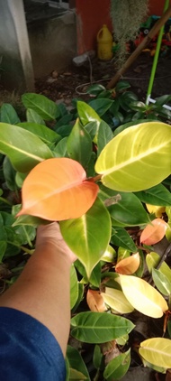 ฟิโลเดนดรอน เชอร์รี่เรด Philodendron sp. กุมารแดงเรียกทรัพย์

ไม้ใบ ไม้ฟอกอากาศ ส่งทั้งกระถาง