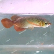 Arwana super red 30cm