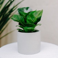 FIDDLE FIG REAL PLANT ( INDOOR )