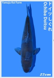 Ikan Koi Import OCHIBA DOITSU 27 cm YAMAJU Koi Farm Jepang