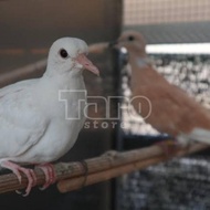 Burung Puter Putih / Puter Irak / Puter Pelung atau Dederuk