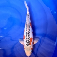 ikan koi shusui SQ tanaka import show quality 40 cm